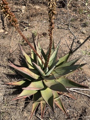 Aloe petricola