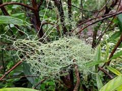 Usnea barbata