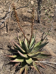 Aloe petricola