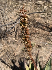 Aloe petricola