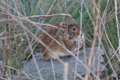 Steppe Pika (Ochotona pusilla) — Least Concern Mammalia