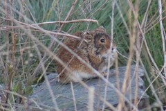 Steppe Pika photo 1