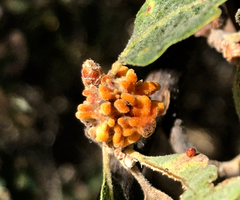 Burnettweldia corallina