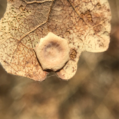 Andricus pattersonae