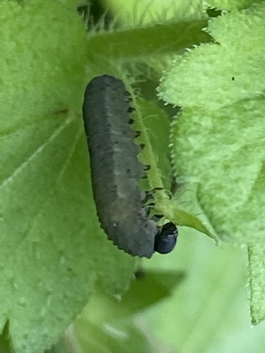 Turnip Sawfly