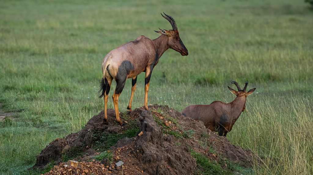 Damaliscus lunatus jimela, Mara, Kenya, by catherinegrenfell