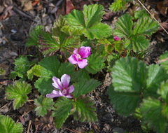 Rubus arcticus acaulis