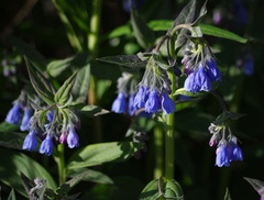 Mertensia paniculata paniculata