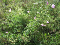Malva excisa