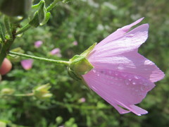 Malva excisa