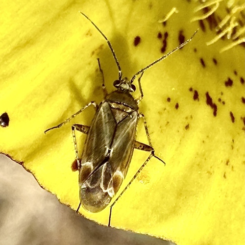 Plagiognathus verticalis