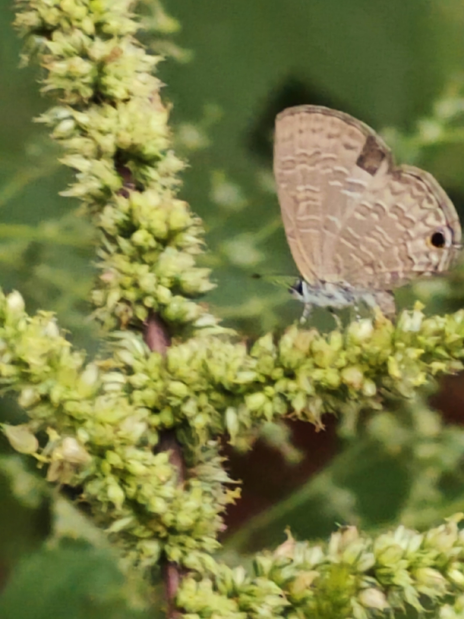 Common Lineblue