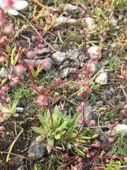 Micranthes bryophora