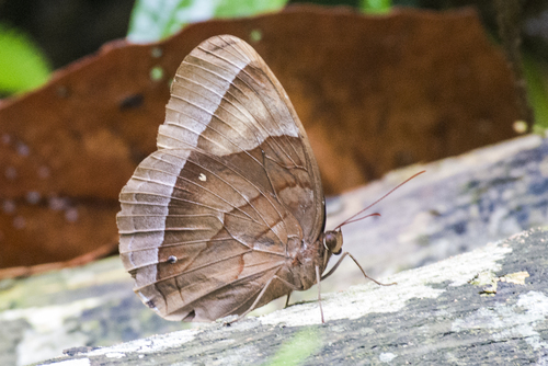 Thaumantis diores Doubleday, 1845