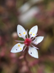 Micranthes bryophora