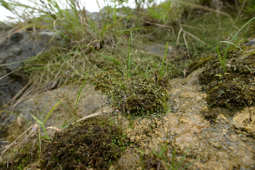 Utricularia heterosepala observed 2025-05-24