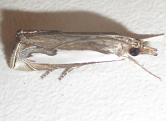 Lepidoptera