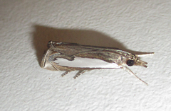 Lepidoptera