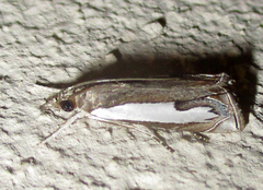 Lepidoptera