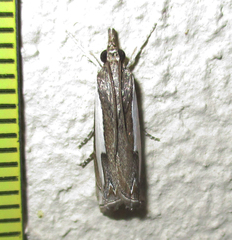 Lepidoptera