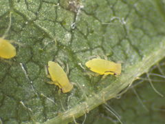 Aphis glycines