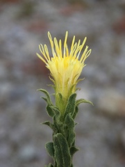 Ericameria discoidea