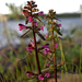 Marsh Lousewort - Photo (c) Randi Hausken, some rights reserved (CC BY-NC)