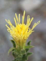 Ericameria discoidea