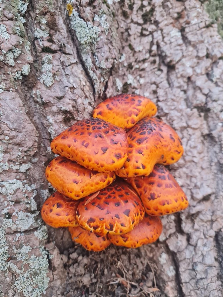 Pholiota glutinosa · May 2025 · photo: © emmaburns (iNaturalist, cc-by)