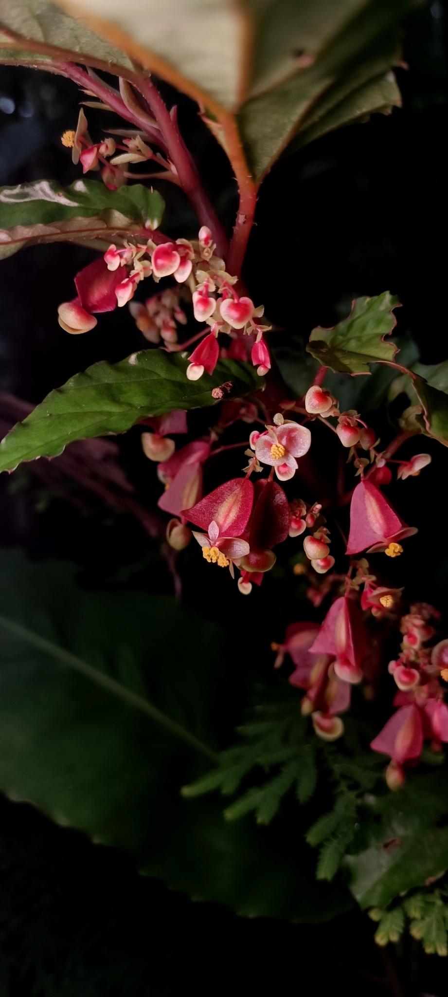 Begonia cucphuongensis (Begonia cucphuongensis)