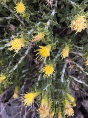 Ericameria discoidea
