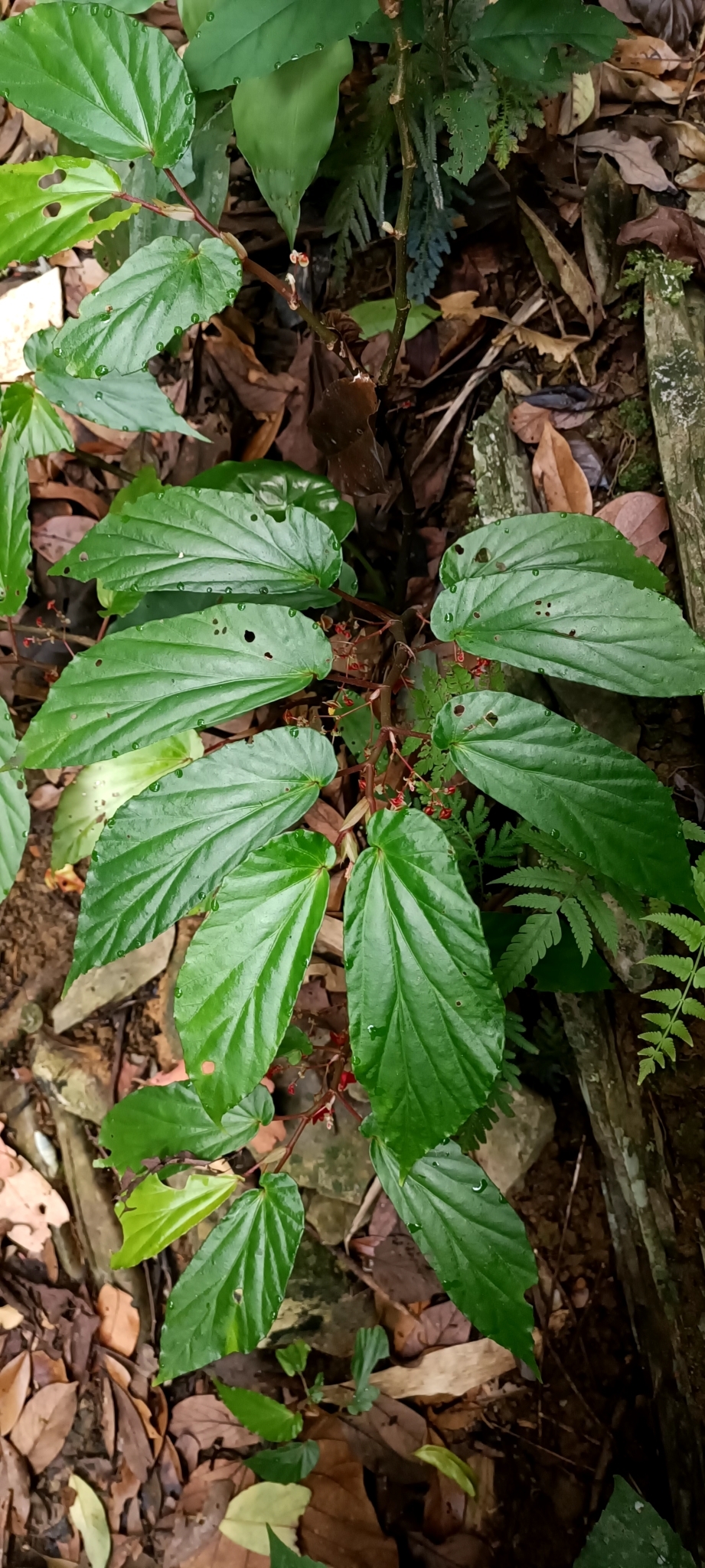 Begonia cucphuongensis — ảnh 2