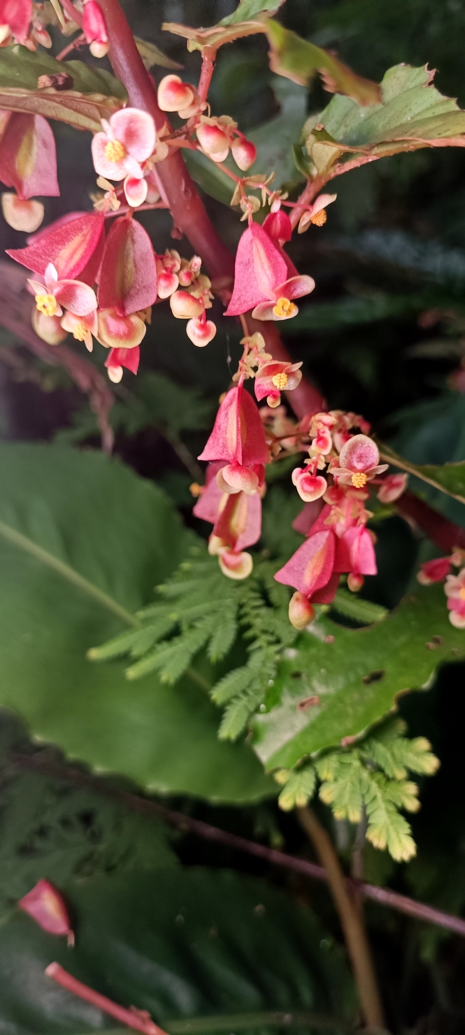 Begonia cucphuongensis — ảnh 3