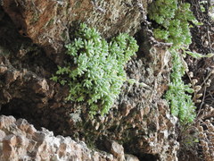 Graptopetalum pachyphyllum