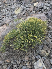 Ericameria discoidea