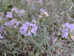 Ziziphora serpyllacea