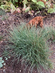 Festuca saximontana