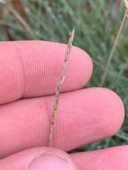 Festuca saximontana