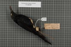 Chestnut-Winged Starling photo 4