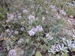 Ziziphora serpyllacea