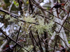 Usnea barbata