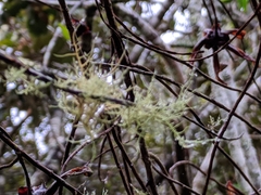 Usnea barbata