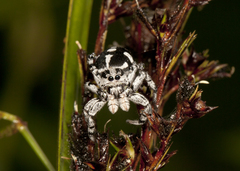 Phiale guttata
