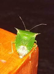 Sabaeus