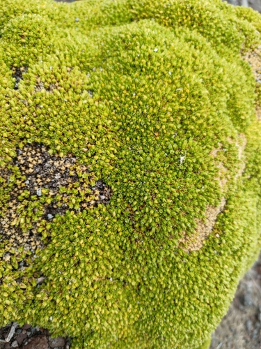 Arenaria bryoides, photograph 6