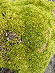Arenaria bryoides, photograph (c) Juan Cruzado Cortés, some rights reserved (CC BY)