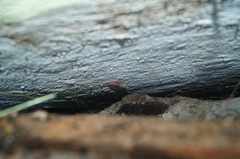 Sphaerodactylus glaucus