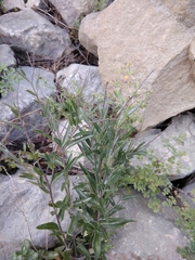 Polygala sosnowskyi