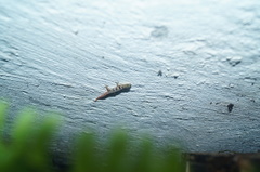 Sphaerodactylus glaucus