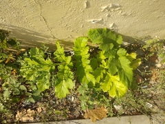 Heracleum sosnowskyi